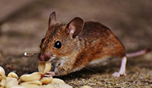24 Hour & Emergency Exterminators in Lecontes Mills, PA